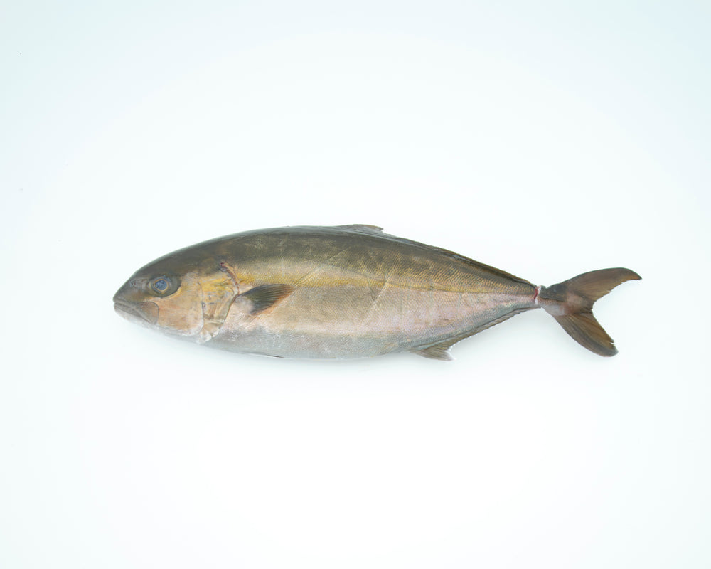 冷冻]1条3.5-4公斤的整条锦鲤（约20份生鱼片）。
