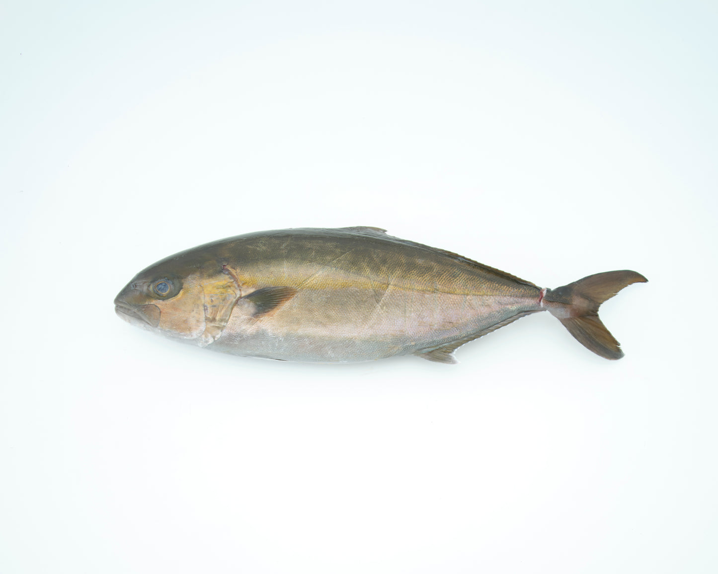 
                  
                    冷冻]1条3.5-4公斤的整条锦鲤（约20份生鱼片）。
                  
                